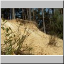 Pompilus cinereus - Wegwespe w21 9mm mit Spinne.jpg